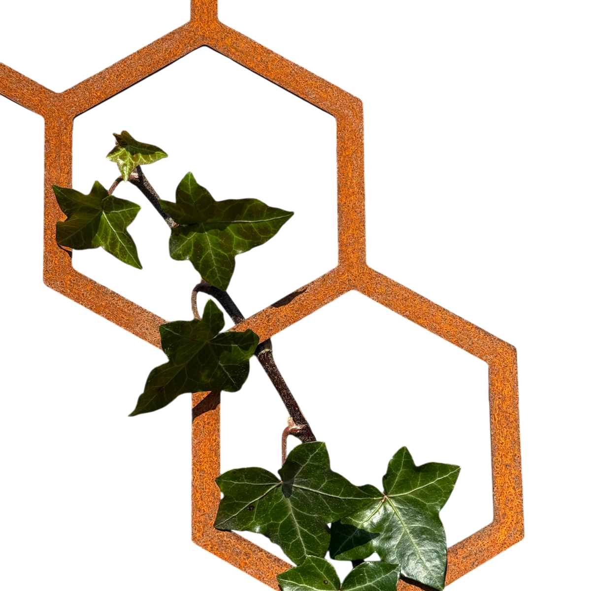 Klimplantrek HIVE van cortenstaal met hexagon motief voor klimplanten aan de buitenmuur